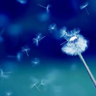 wishes